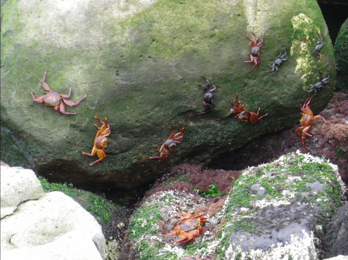 Sally lightfooted crab101